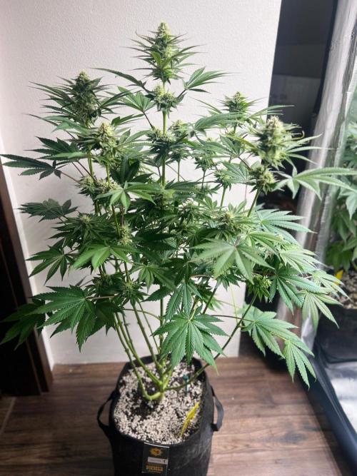Hansova Grow. Week 10