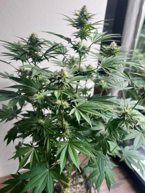 Hansova Grow. Week 10