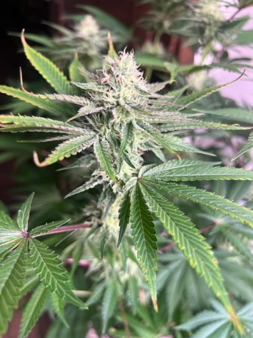 Hansova Grow. Week 10