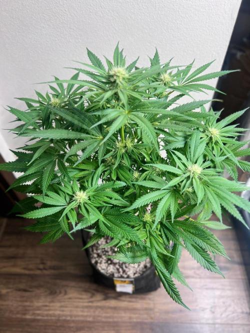 Hansova Grow. Week 10