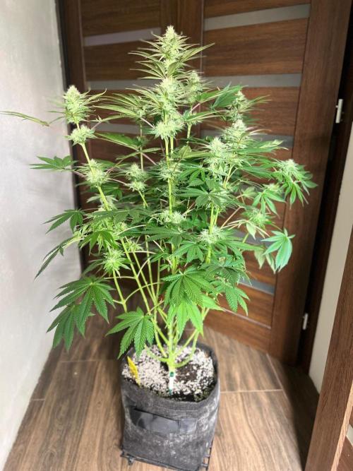 Hansova Grow. Week 10