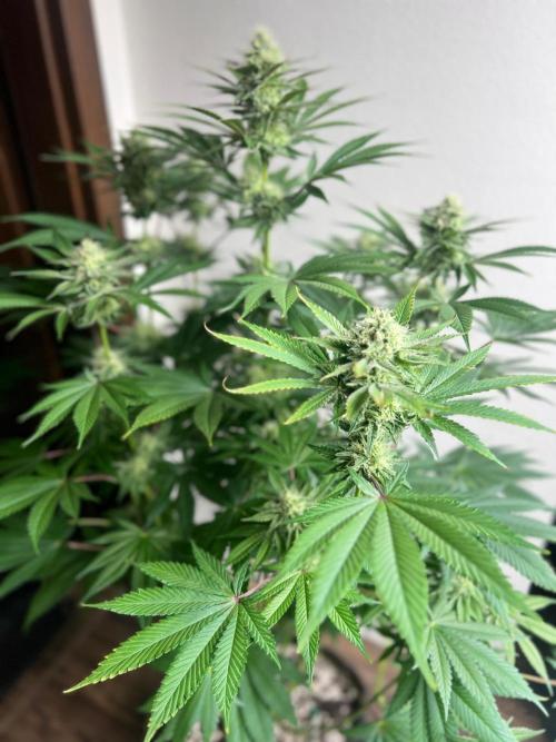 Hansova Grow. Week 10