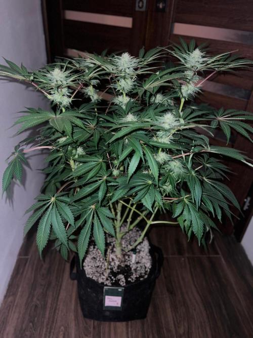 Hansova Grow. Week 10