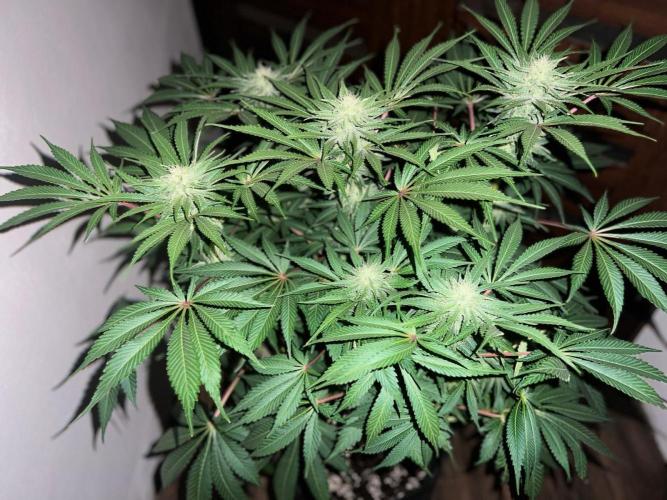 Hansova Grow. Week 10