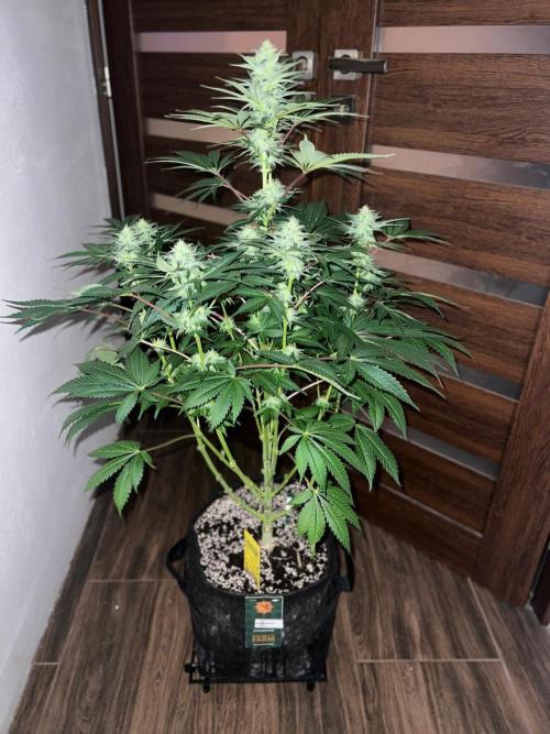 Hansova Grow. Week 10