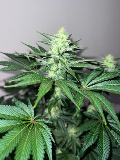 Hansova Grow. Week 10