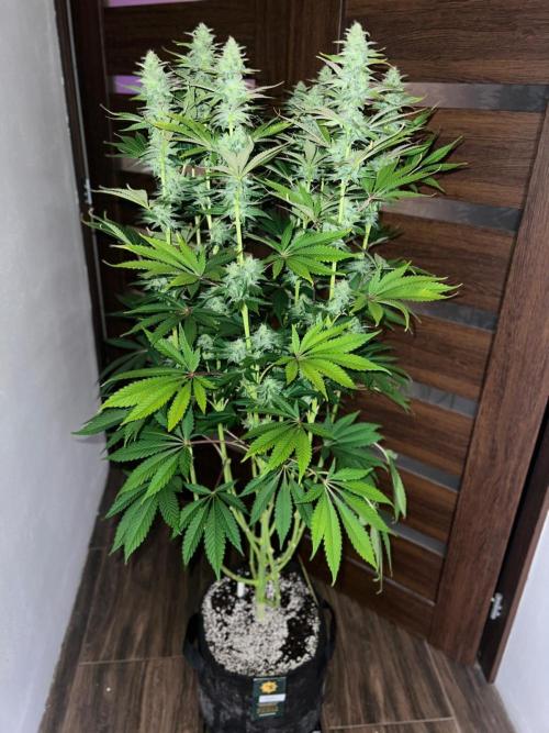 Hansova Grow. Week 10