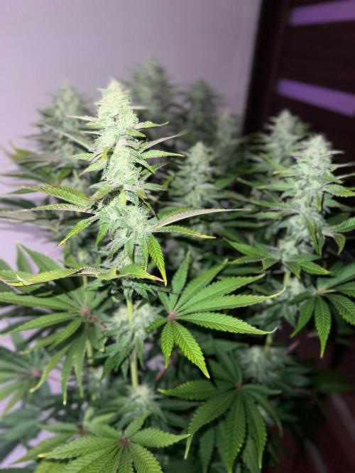 Hansova Grow. Week 10