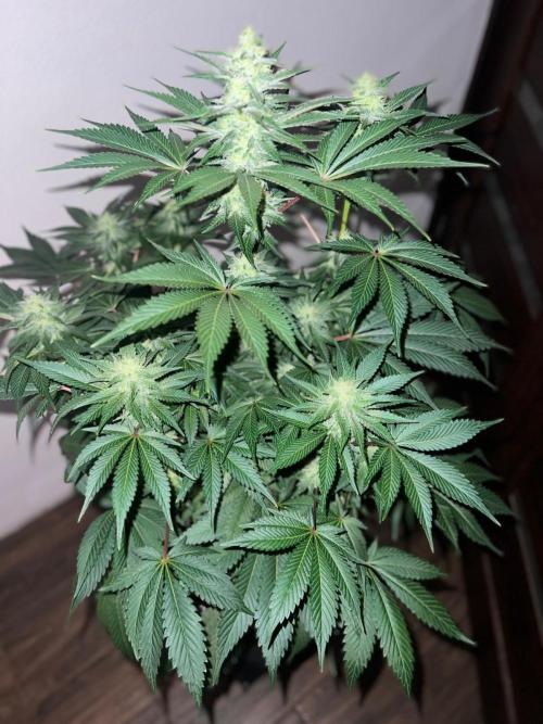 Hansova Grow. Week 10