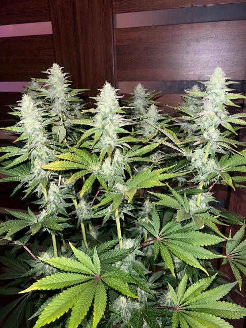Hansova Grow. Week 10
