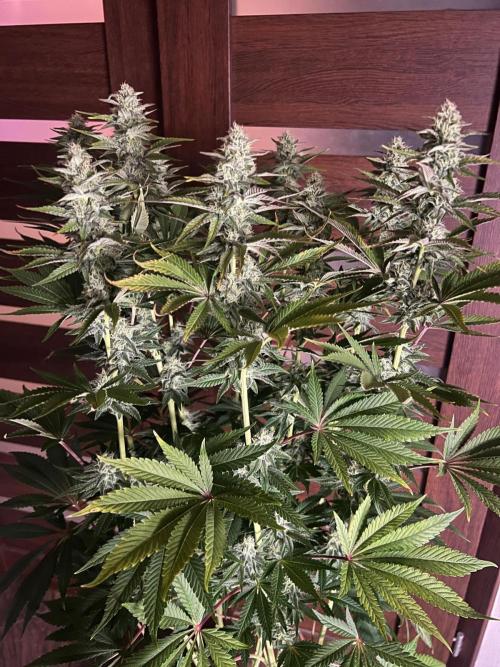 Hansova Grow. Week 10