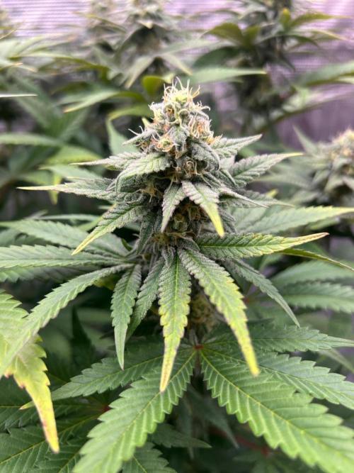Hansova Grow. Week 10