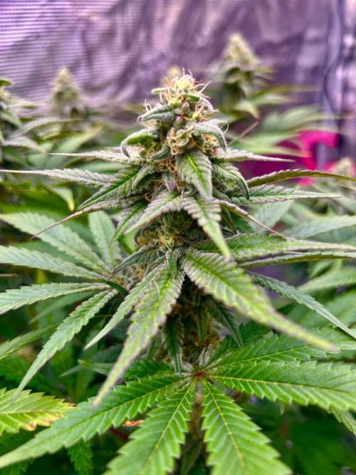 Hansova Grow. Week 10