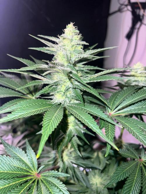Hansova Grow. Week 10