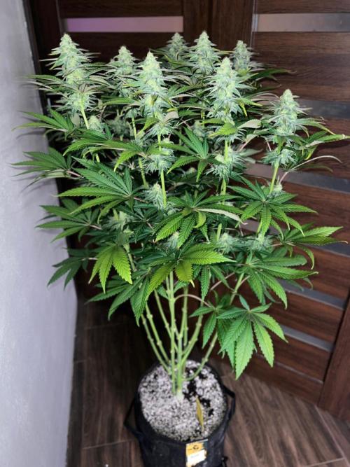 Hansova Grow. Week 10