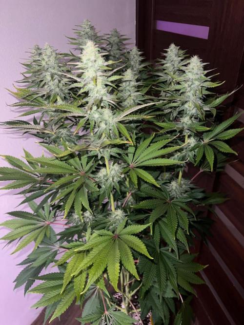 Hansova Grow. Week 10