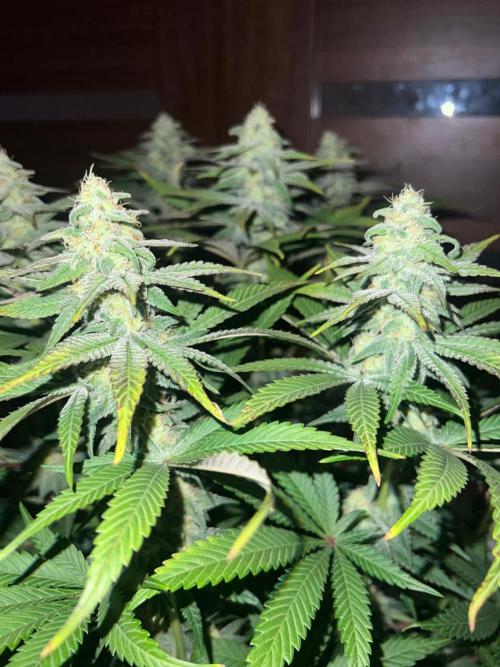 Hansova Grow. Week 10