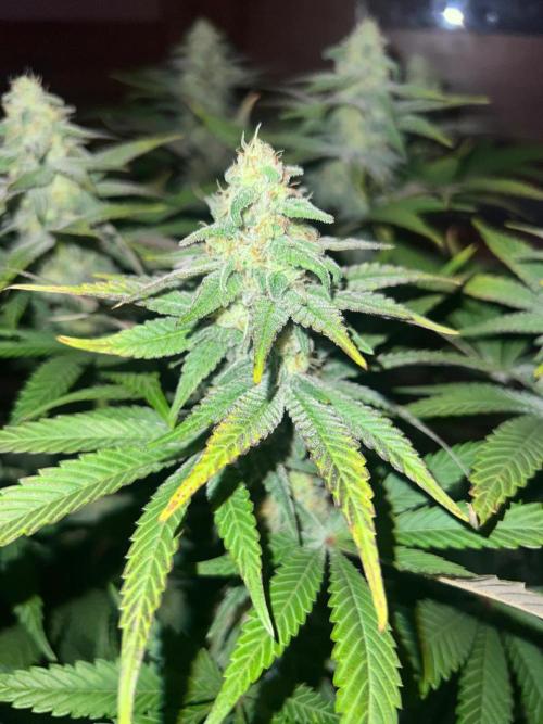 Hansova Grow. Week 10