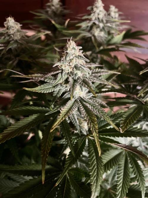 Hansova Grow. Week 10