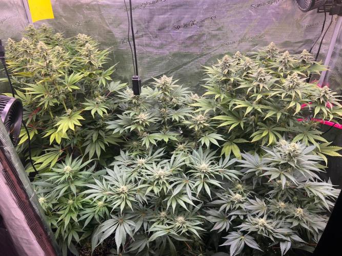 Hansova Grow. Week 10