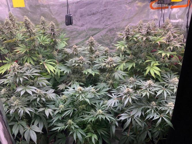 Hansova Grow. Week 11