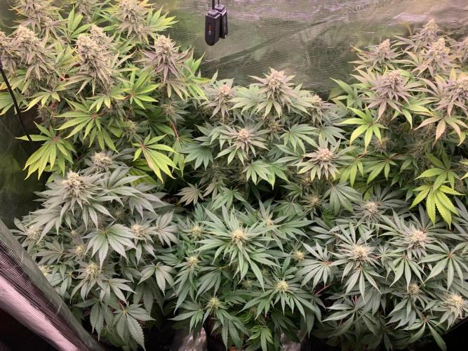 Hansova Grow. Week 12