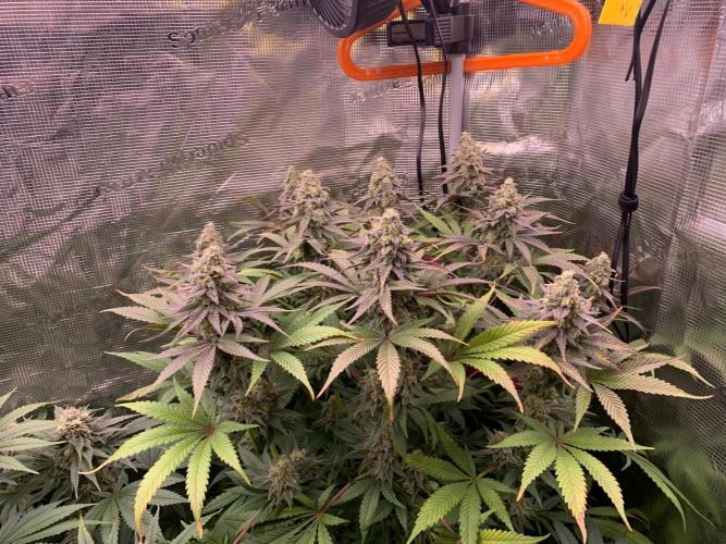 Hansova Grow. Week 12