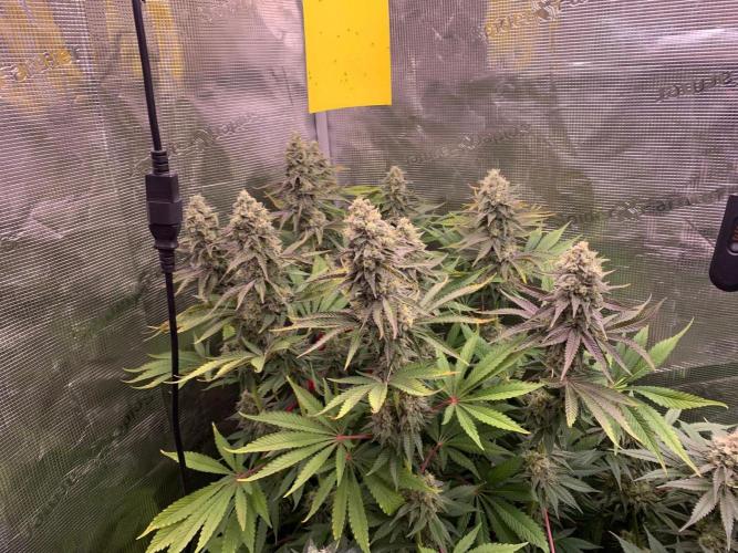 Hansova Grow. Week 12