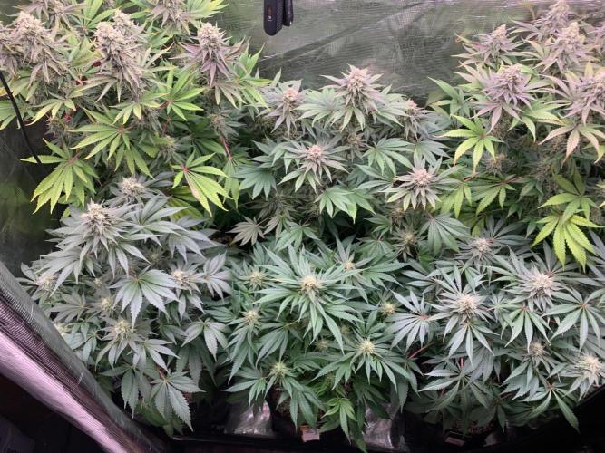 Hansova Grow. Week 12
