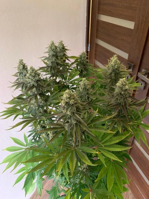 Hansova Grow. Week 12
