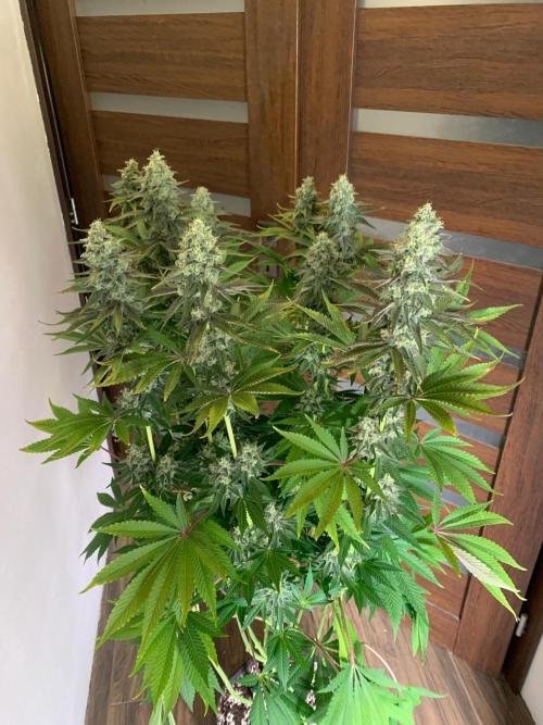 Hansova Grow. Week 12