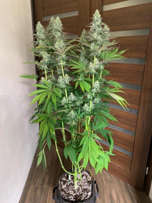 Hansova Grow. Week 12