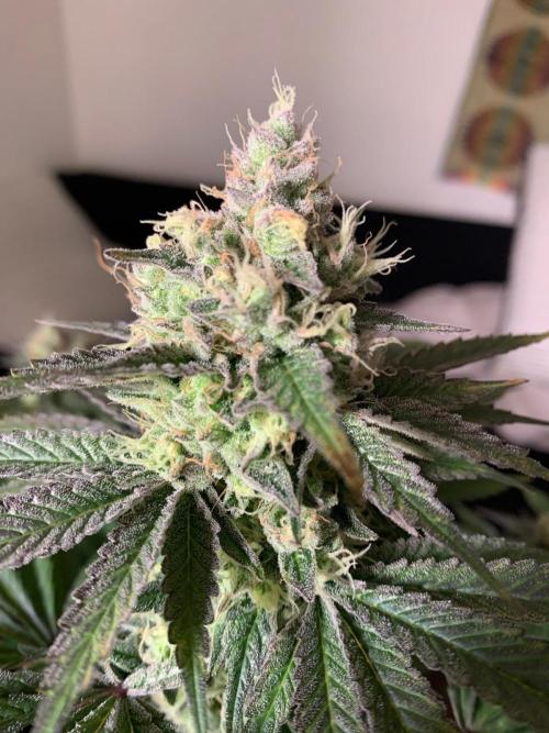 Hansova Grow. Week 12