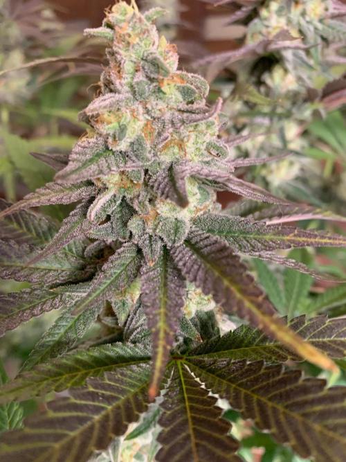 Hansova Grow. Week 12