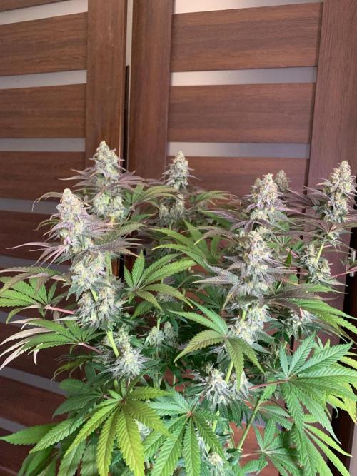Hansova Grow. Week 12