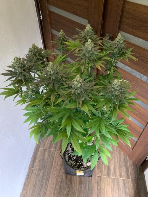 Hansova Grow. Week 12