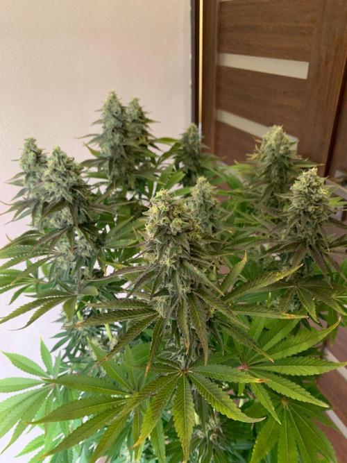 Hansova Grow. Week 12