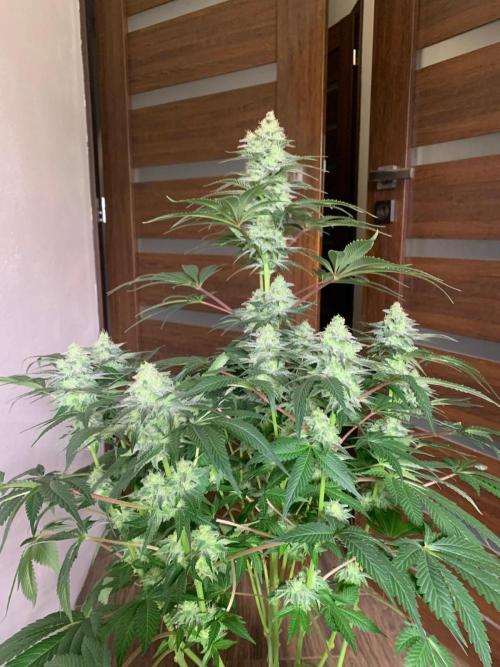 Hansova Grow. Week 12