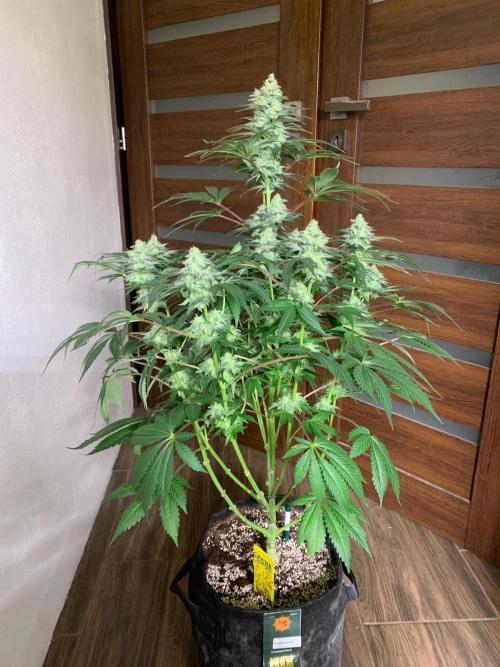 Hansova Grow. Week 12