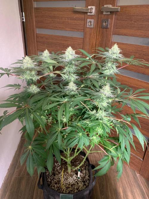 Hansova Grow. Week 12