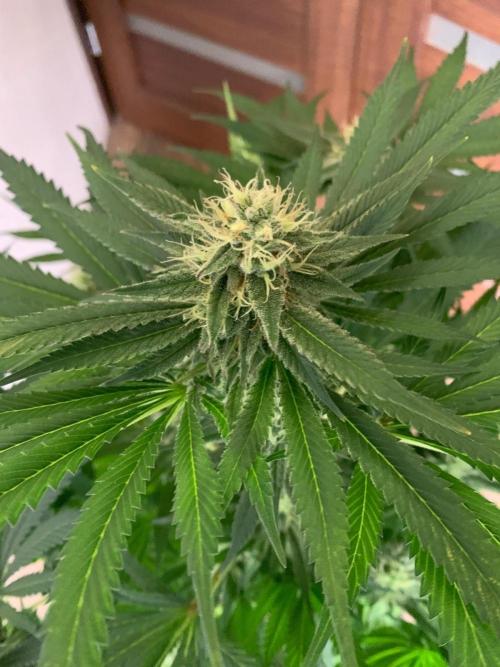 Hansova Grow. Week 12