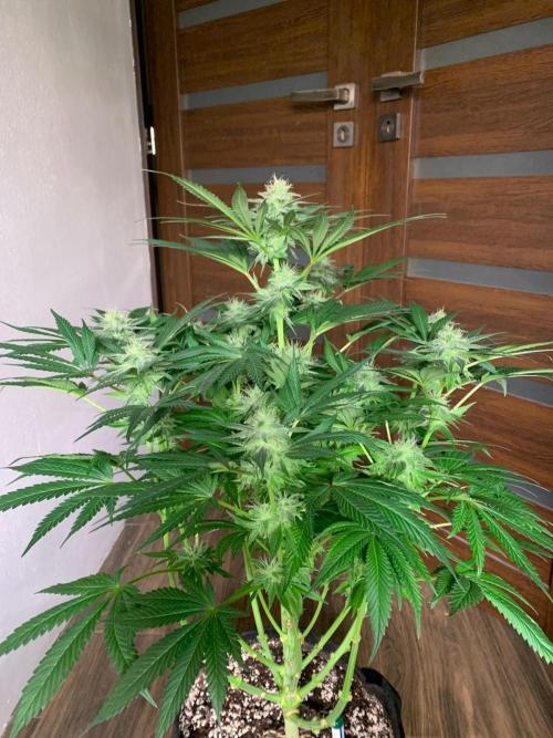 Hansova Grow. Week 12
