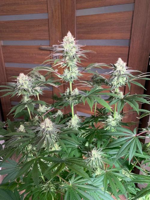 Hansova Grow. Week 12