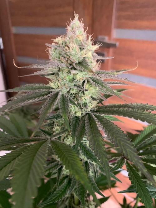 Hansova Grow. Week 12