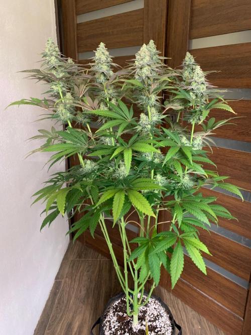 Hansova Grow. Week 12