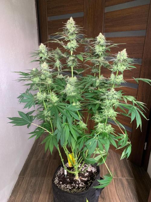 Hansova Grow. Week 12