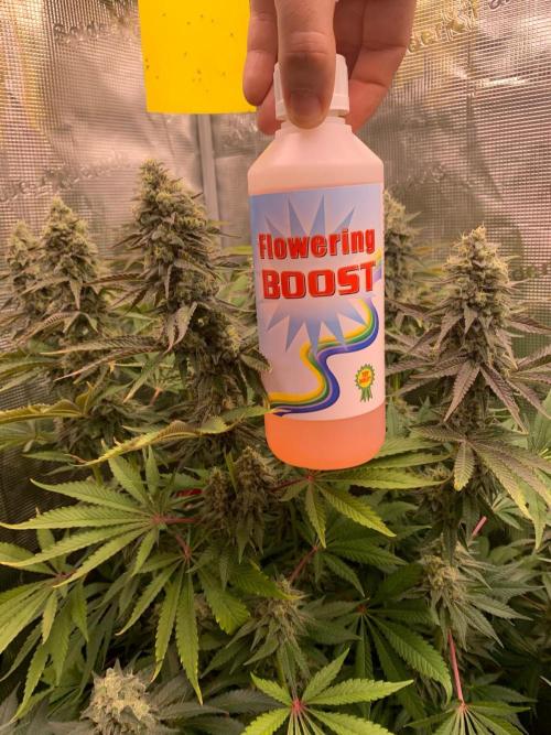 Hansova Grow. Week 12