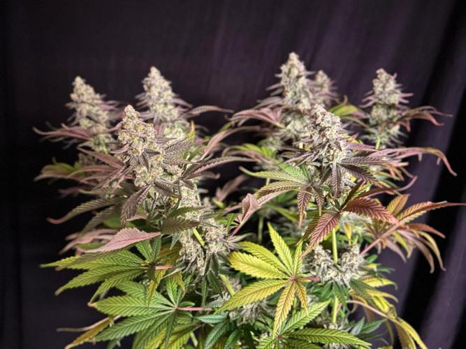 Hansova Grow. Week 13