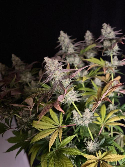 Hansova Grow. Week 13