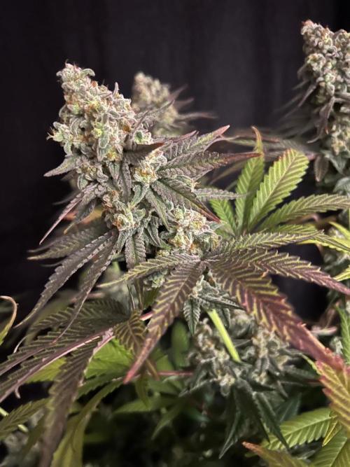 Hansova Grow. Week 13
